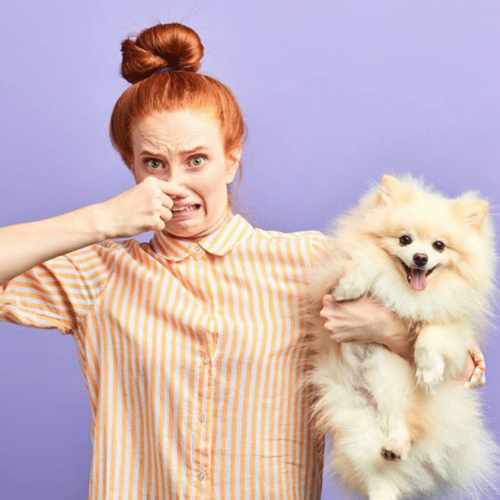 Dog with strong odor before professional dog grooming service