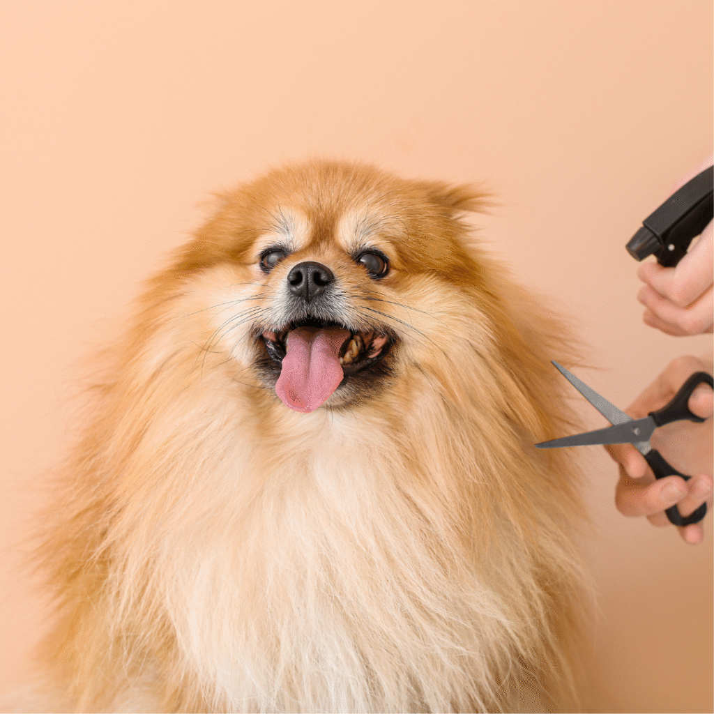 Professional dog grooming session keeping a dog clean and healthy