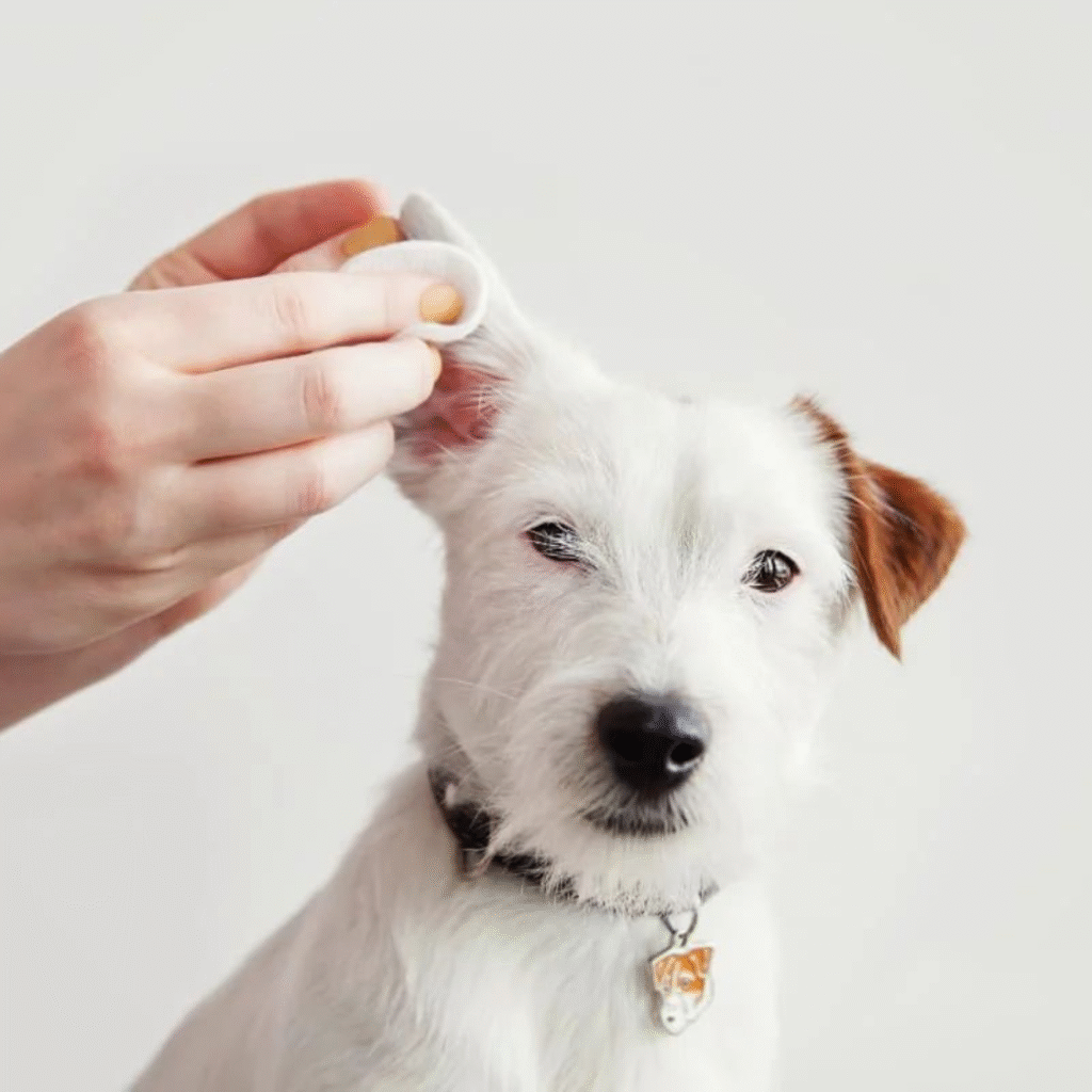 Dog with dirty ears needing professional ear cleaning during grooming